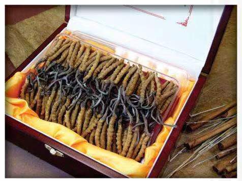 肃北冬虫夏草回收